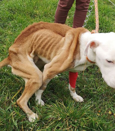 Sauvetage in extrémis d’un chien errant à Huy: “Vu l’état de ses pattes, c’est une maltraitance avérée”
