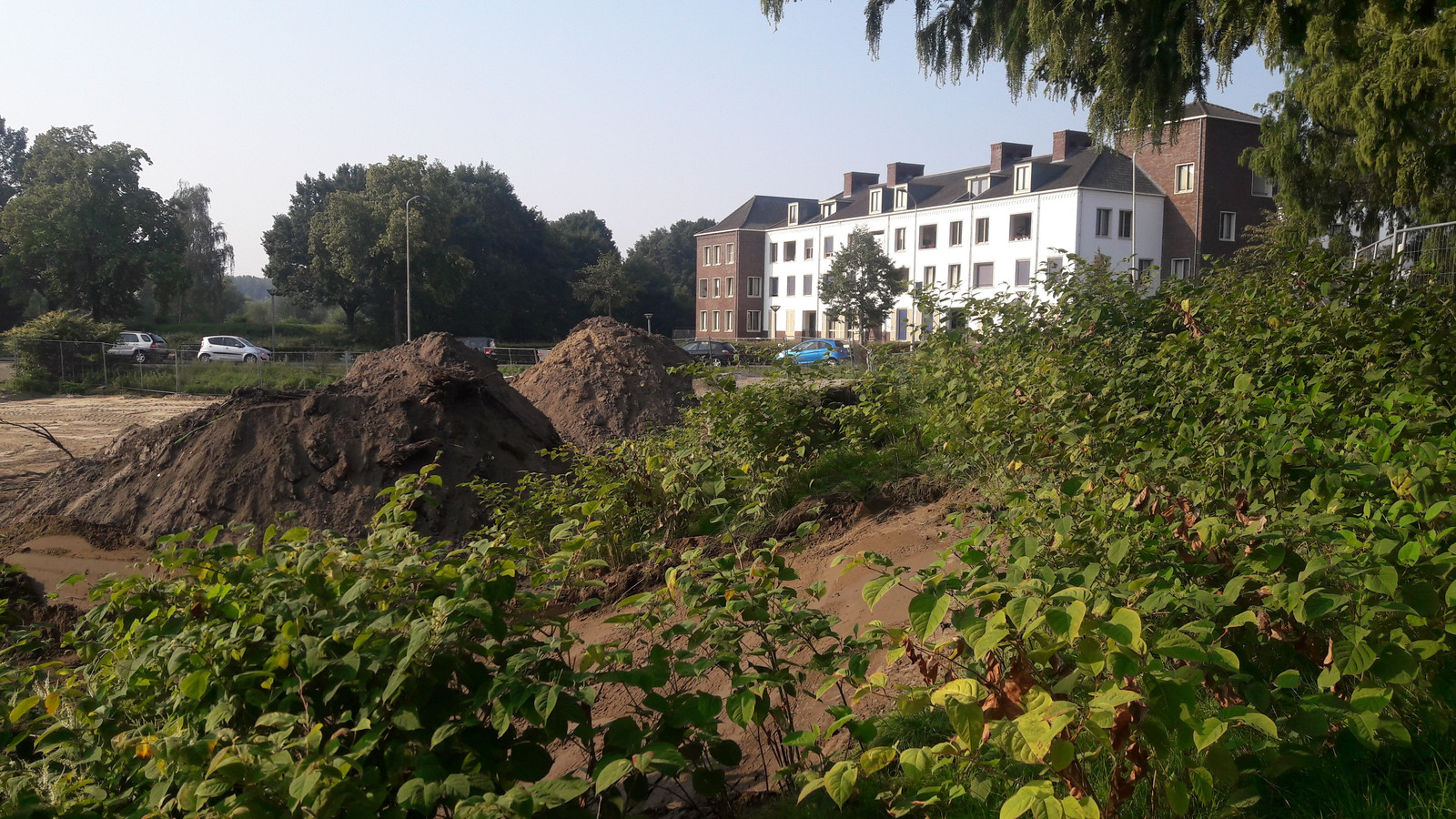 De Japanse duizendknoop in Doesburg.