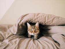 Dormir avec son chat, une fausse bonne idée: “C’est comme garder ses chaussures au lit”