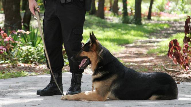 La tête d'un chien renifleur mise à prix pour 60.000 euros