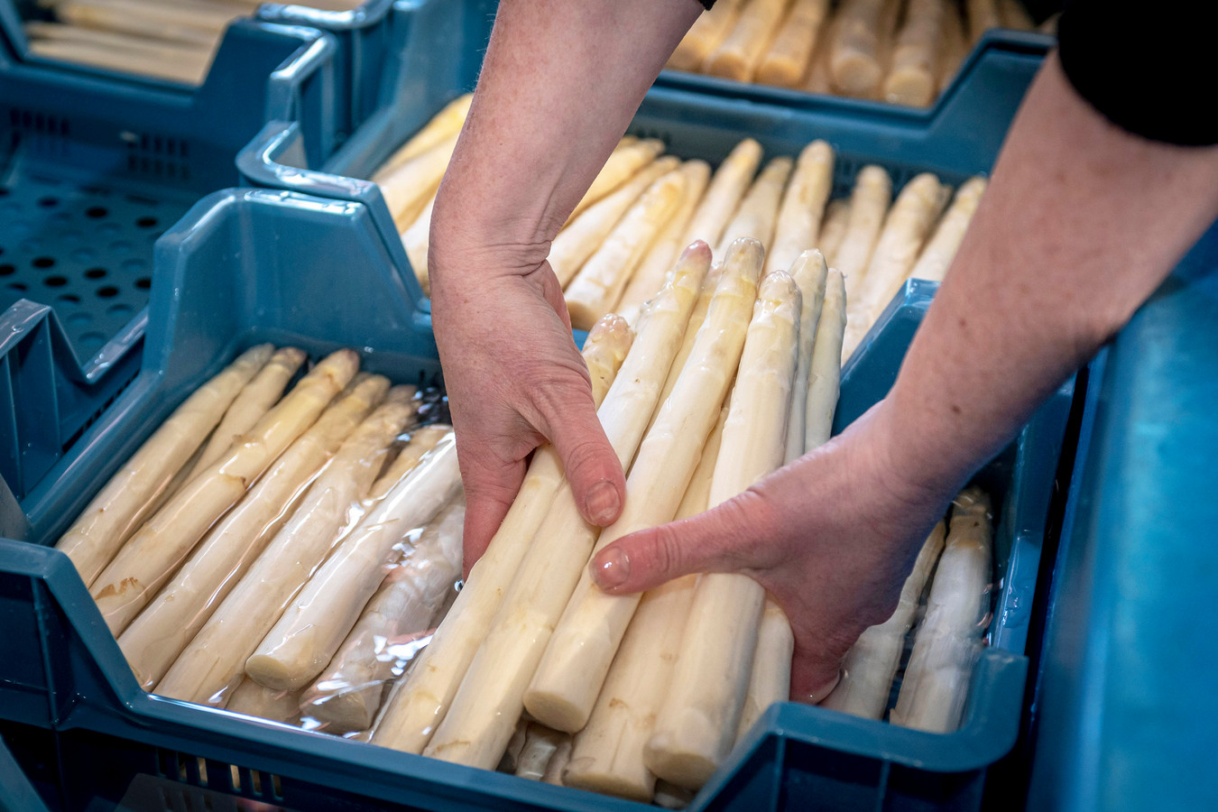 Het aspergeseizoen komt goed op gang ‘Je moet even wachten, dat is de