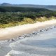 Bijna 200 walvissen dood na stranding op Australisch strand