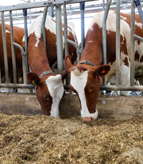 Ammoniaksensoren in de stal, dat is de toekomst in de veehouderij: ‘De boer weer aan het stuur’