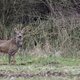 Natuurmonumenten laat betalen voor bruidsfoto's in natuurgebied