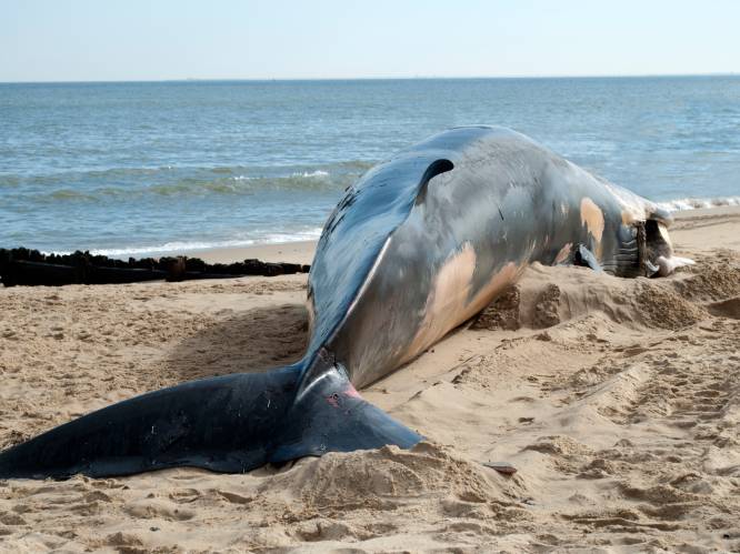 Dode walvis met maag vol plastic aangetroffen op Sicilië