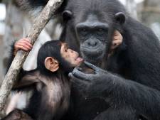 Illegale handel in chimpanseevlees steeds populairder