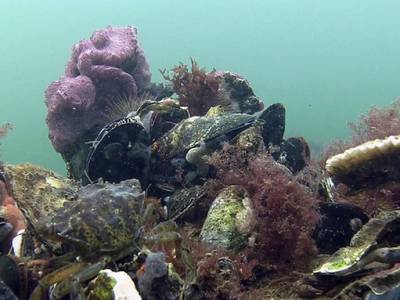 WNF herstelt oesterbanken in Noordzee ... op 3D-geprinte riffen