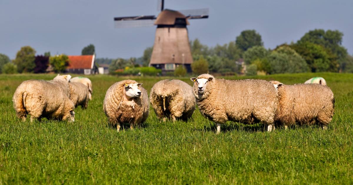 Schapen gestolen uit weiland in Enspijk