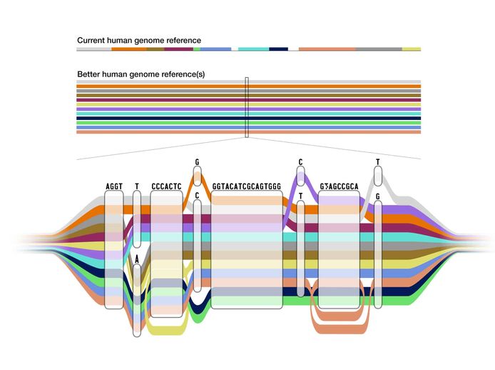 De oude 'lineaire' referentie voor het menselijke genoom (bovenaan) in vergelijking met het nieuwe pangenoom (onderaan).