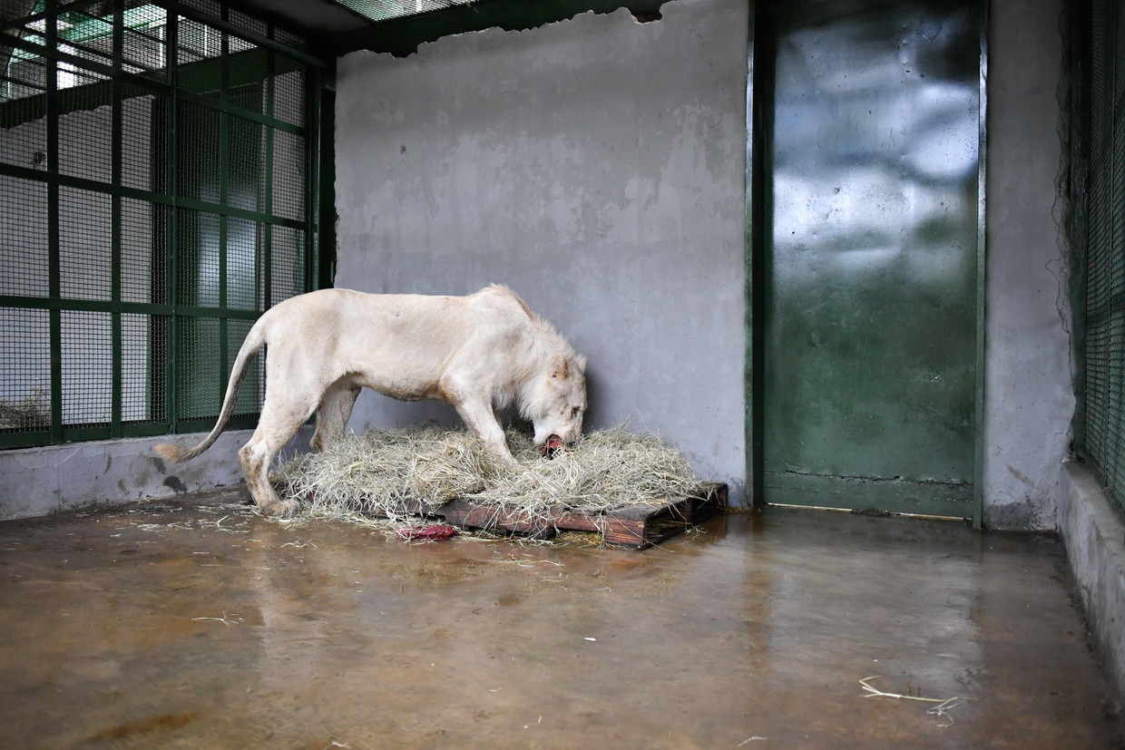 Pim Martens over dierentuinen: 'Een dier in een kooi heeft natuurlijk nog weinig te maken met de wilde natuur.' Beeld AFP