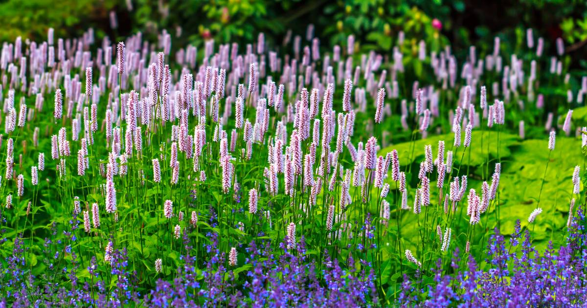 11 februari: Groei & Bloei houdt een lezing over wilde planten in Ellemeet
