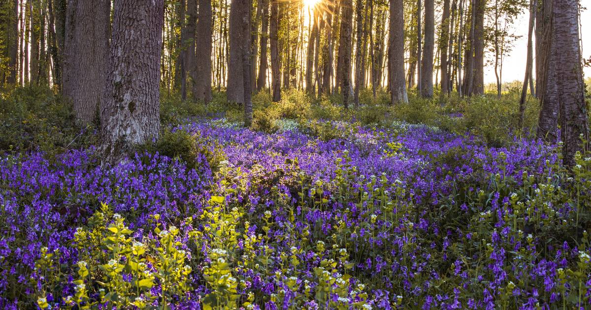 Waarom begint de lente vandaag al en niet “Niet alle seizoenen beginnen op de 21ste