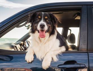 “Hond van 35 kg zonder beveiliging op achterbank wordt projectiel van 1 ton”: zo vervoer je je viervoeter wél veilig in de auto
