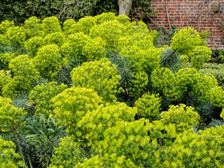 Tien planten waar de slak niets van moet hebben