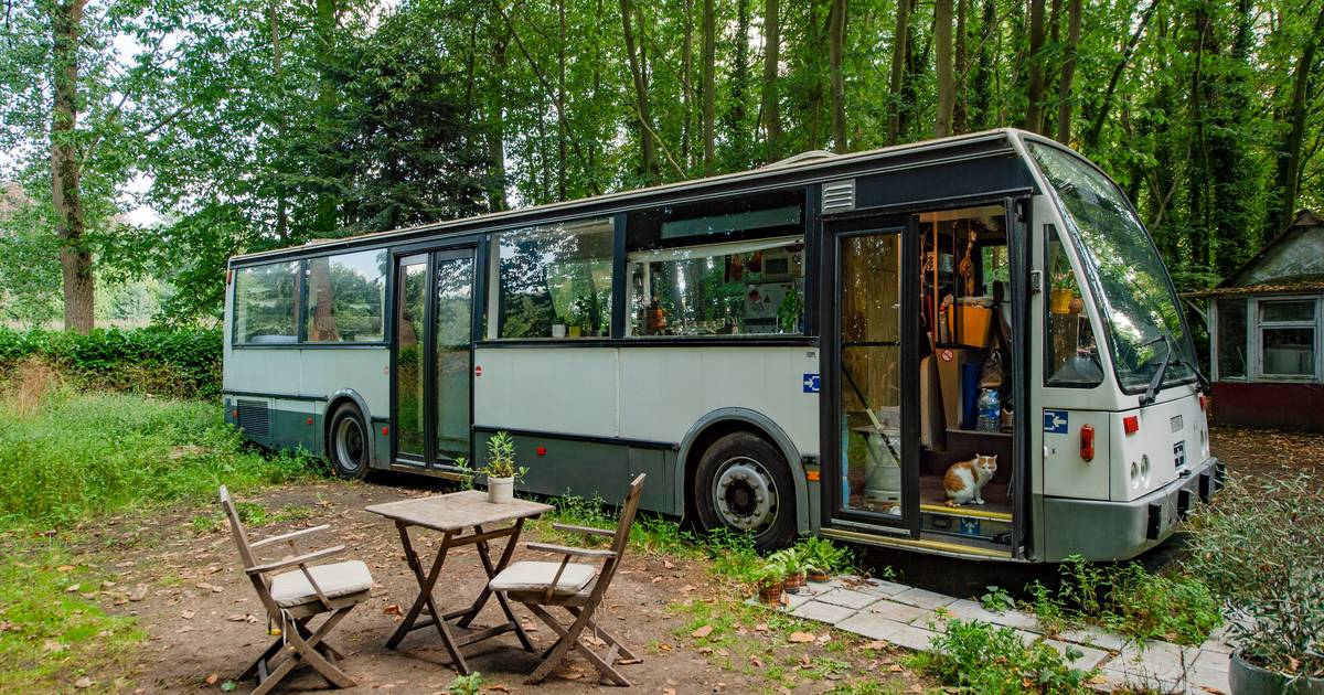 Na het grote succes van vorige veiling: opnieuw oude bussen De Lijn te