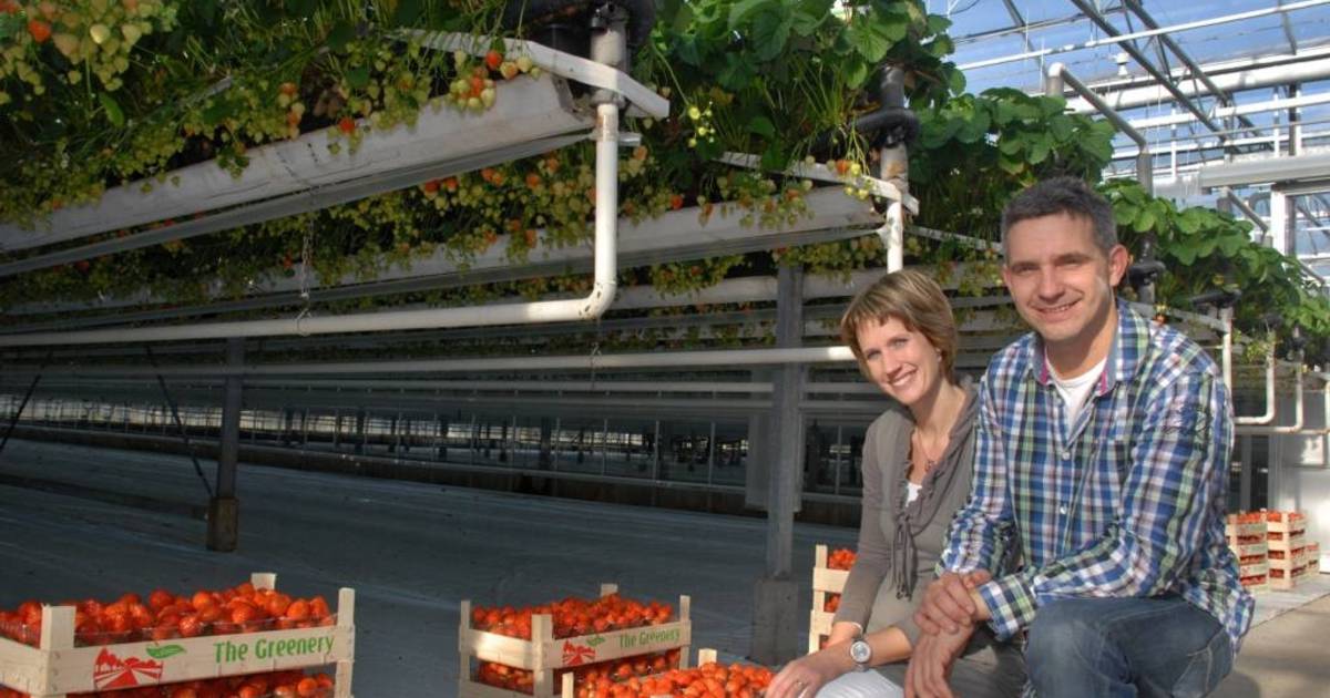 Het hele jaar door aardbeien plukken | Roosendaal