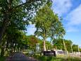 De tulpenboom in Moergestel (rechts) is al beschadigd tijdens de bouw van vijf nieuwe huizen daarachter. Inmiddels moet een hek bescherming bieden.