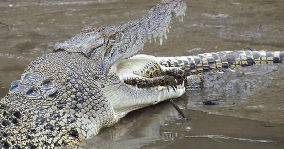 Гигантский гребнистый крокодил людоед. Крокодил квинкана. Нильский крокодил убийца. Белый медведь каннибал. Нильский крокодил нападает.