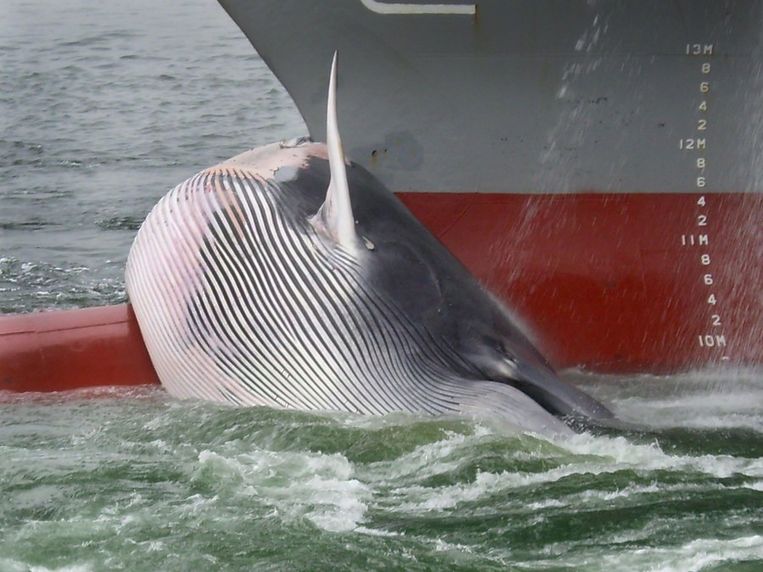 In de haven van Rotterdam is een containerschip binnengevaren met een dode walvis gekleefd aan de boeg. Het dier was vast komen te zitten op een bolvormig uitsteeksel, de zogeheten bulb, aan de voorkant van het schip de Maersk Norwich. Beeld anp