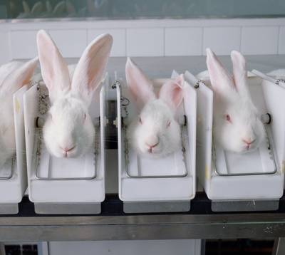 Canada verbiedt dierproeven voor cosmeticaproducten