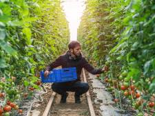 Fruittelers willen arbeidsmigranten huisvesten bij de boeren in Vijfheerenlanden