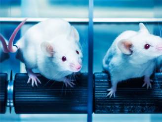 Alzheimersymptomen bij muizen nemen af door behandeling met licht en geluid