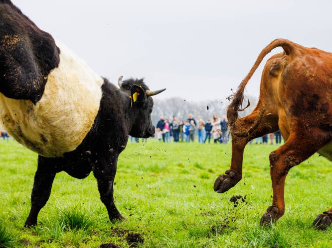 Koeiendans bij Kaasboerderij Speksnijder uitgesteld, weides zijn te nat