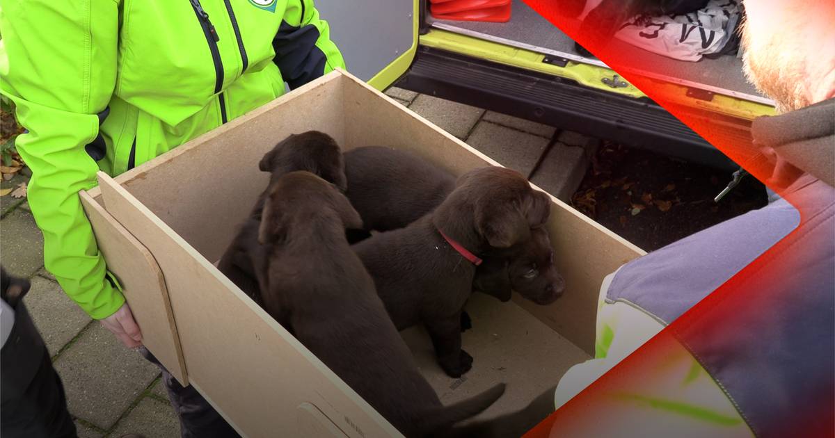 Groot deel Achterhoek zonder stroom • Verwaarloosde honden uit woning gehaald