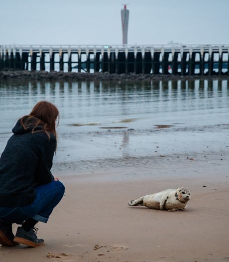 Un phoque décède après avoir été attaqué par un chien sur la côte belge