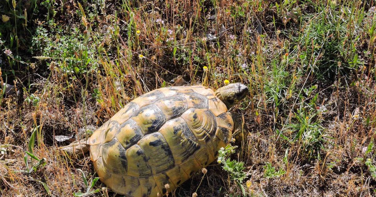 Azijn Eigen magnetron Een schildpad als huisdier? Begin er niet aan! | Natuur | gelderlander.nl