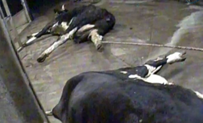 Tientallen ernstig verzwakte koeien werden aan touwen het slachthuis binnen gesleept.