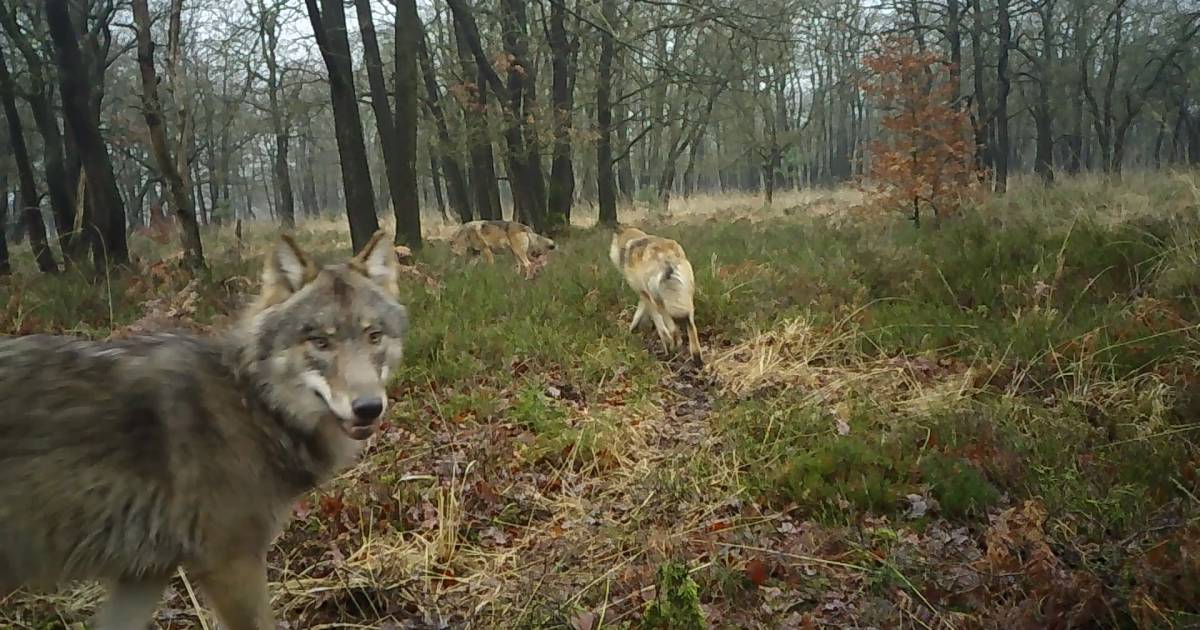 Aantal wolven op de Veluwe kan dit jaar verdubbelen, maar voor hoeveel