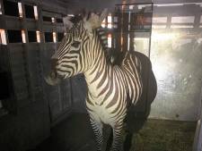 Zebra ontsnapt uit trailer en vermaakt zich zes dagen lang prima in de staat Washington