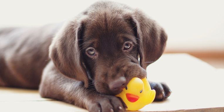 opvoeding puppy even zwaar opvoeden van een baby Margriet