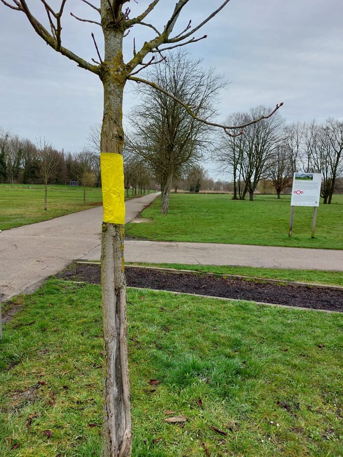Tongeren bestrijdt de paardenkastanjemineermot.
