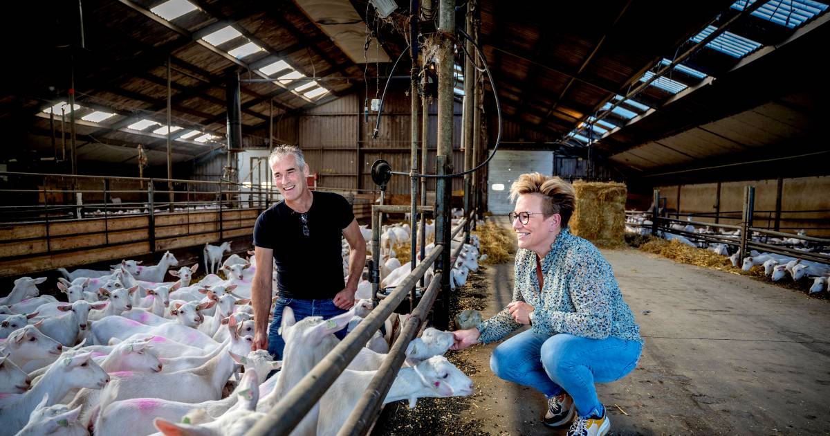 Koop geitenboerderij Maasbommel gaat niet door: Zaltbommel wil 2,1 miljoen voor verhuizing niet beta