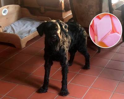 Kerngezonde hond Ara zakt plots in elkaar, baasje vindt vergiftigde spekjes op uitlaatroute