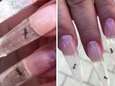 "Schaam jullie, dit is dierenmishandeling": salon pakt uit met levende mieren in valse nagels