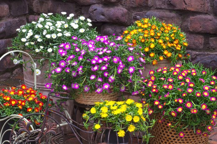 De Delosperma bestaat in tal van kleuren.