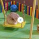 Hamstertjes in speeltuin op maat