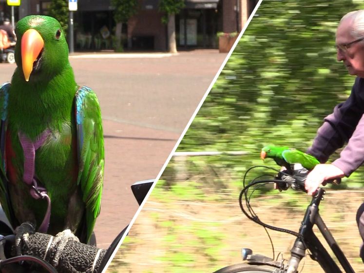 Paul (74) fietst met papegaai Croky door Brabant: 'Soms fluit 'ie als een bouwvakker'