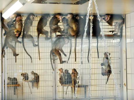 Honderden apen afgemaakt van handelaar in Tilburg: ‘Geen poging gedaan ze te redden’