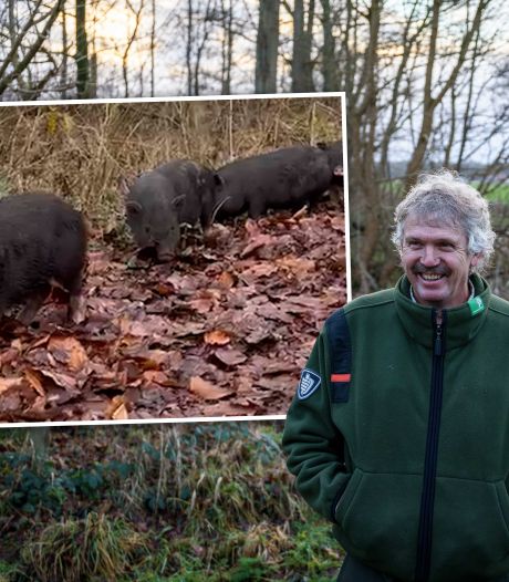 Gedumpte hangbuikzwijntjes in Kuinderbos zijn spoorloos verdwenen: ‘Ze zijn sneller dan Nelli Cooman’
