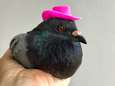 Roze hoedjes vastgelijmd op kopjes duiven: ‘Geweldige grap, wat kan jij trots zijn’