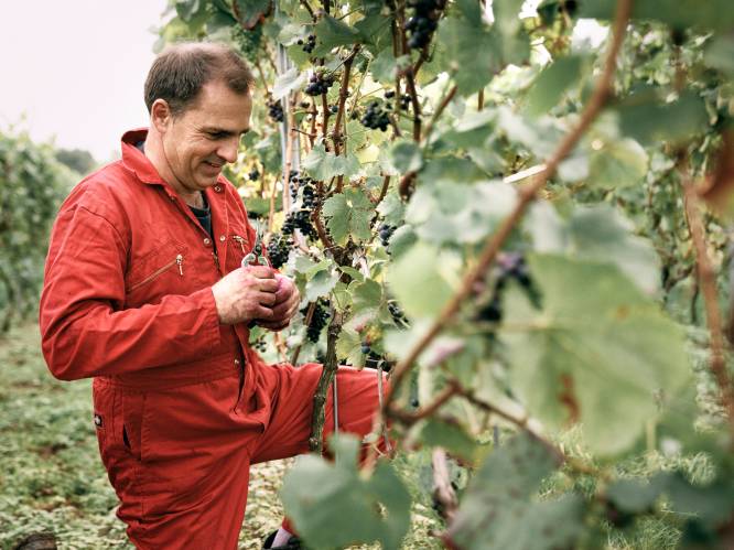 Vlaamse wijnbouwers vrezen voor hun oogst na extreme regenval: “Het moet écht beter weer worden, zodat de druiven kunnen rijpen”