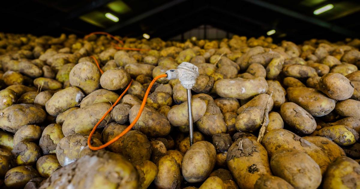 Aardappelboeren met handen in het haar, frietmarkt ingestort: 'Miljoen ton aardappels over' - De Gel
