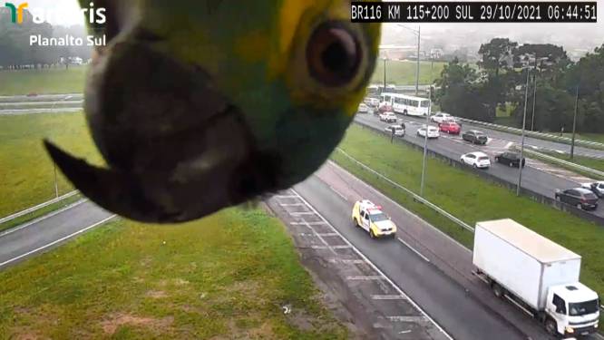 Nieuwsgierige papegaai komt kijkje nemen bij snelwegcamera