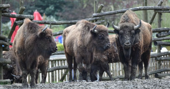 Een moeilijk moment in Bellewaerde: 4 bizons gestorven na een besmetting.