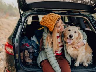 “Hond van 35 kg die zonder beveiliging op achterbank zit, wordt bij ongeval projectiel van 1 ton”: zo vervoer je je viervoeter wél veilig in de auto