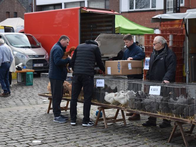 Zo wil Mol zijn 140 jaar oude dierenmarkt redden: “We trekken met duizenden handtekeningen naar Brussel”